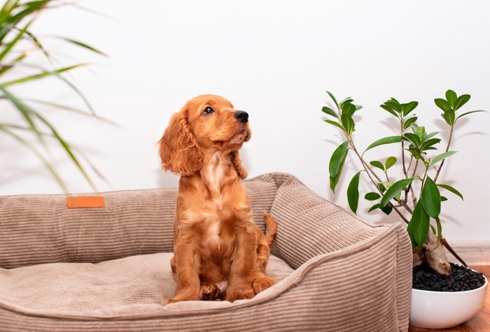 ベッドに座る子犬