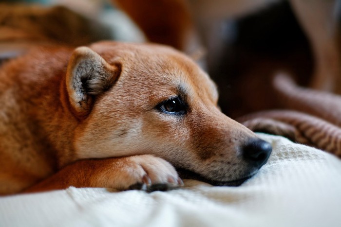 伏せる柴犬の横顔のアップ