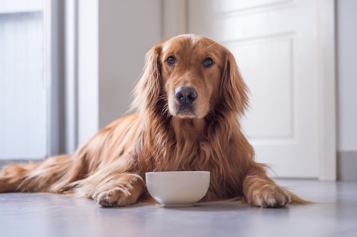 ご飯を前に待てする犬