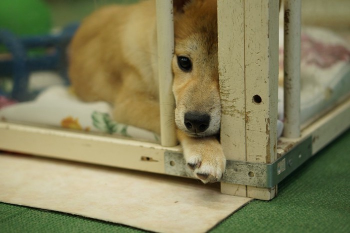 ケージの隙間に手と鼻を入れる子犬