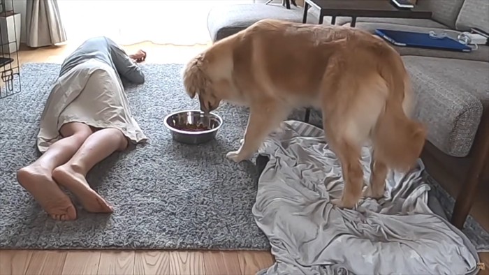 飼い主の横でご飯を見つめる大型犬