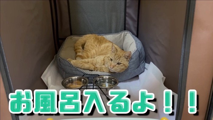 保護猫のもみじちゃんはどうでしょうか…？