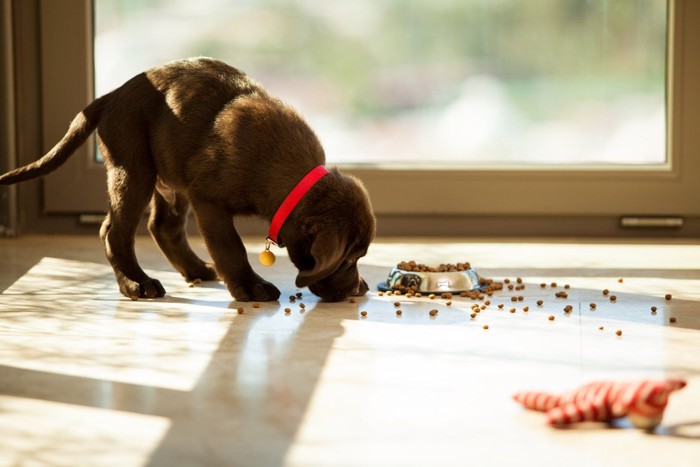 遊び食べする子犬