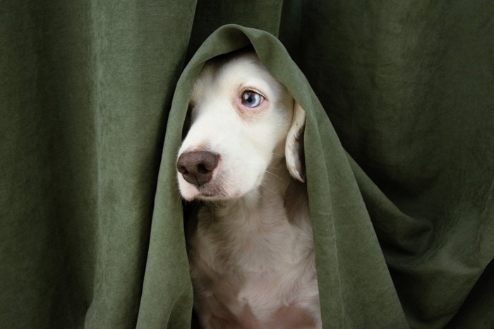緑の布から顔を出す犬