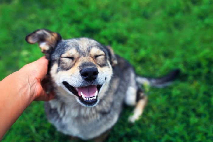 褒められて嬉しそうな犬