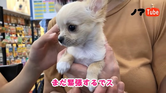 緊張しているノアちゃん