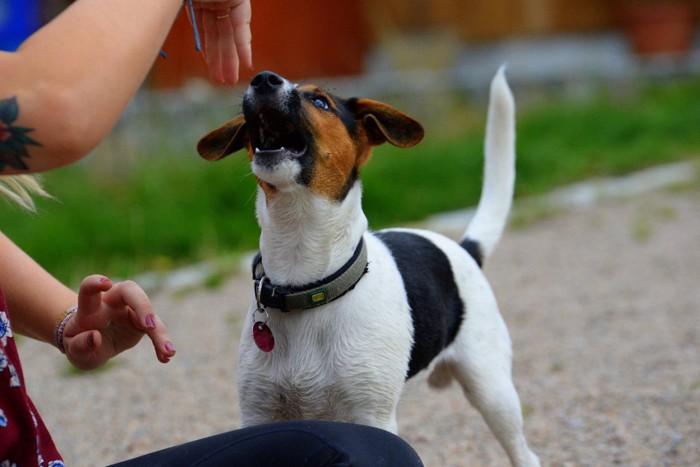 吠える犬と手