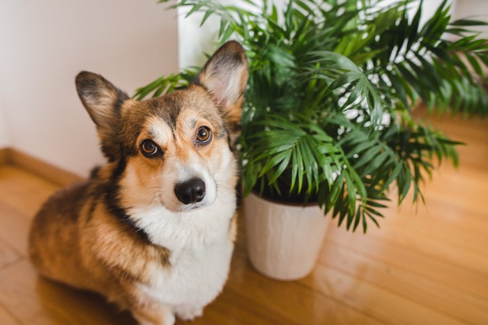 テーブルヤシと犬