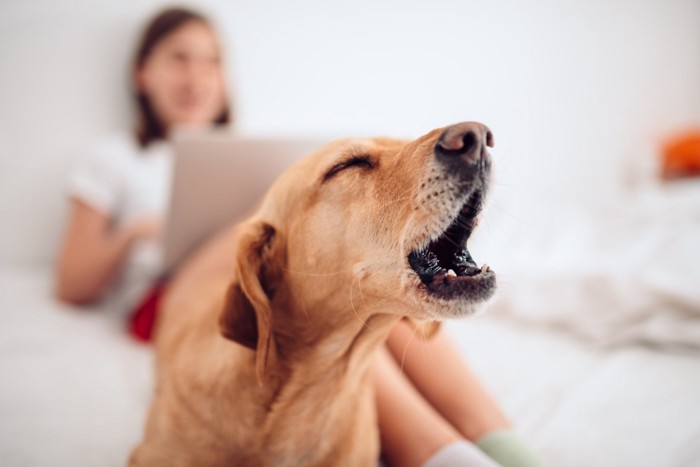 女の子の足元で吠える犬