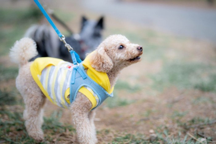 散歩中に吠える犬