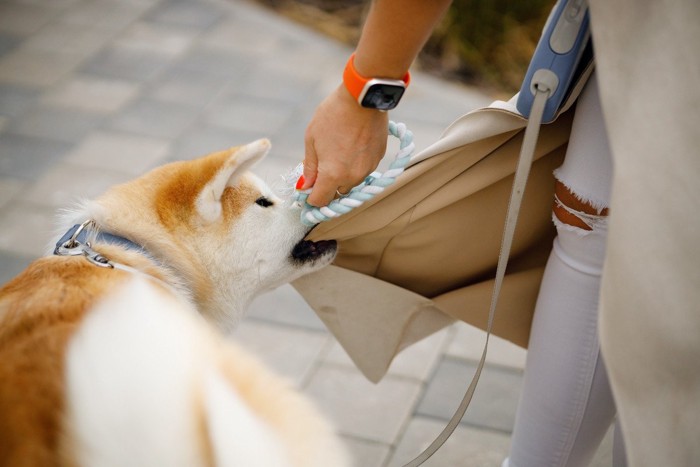 洋服とおもちゃを噛んでいる犬