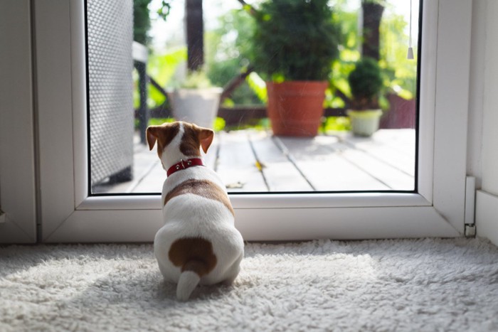 外を見つめる子犬の後ろ姿