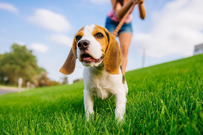 嬉しそうに散歩する犬