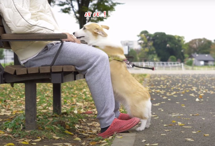 ベンチに座る人に甘える犬