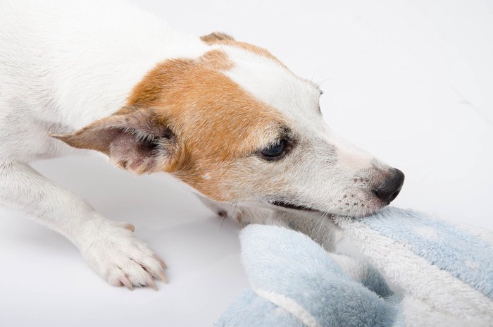 タオルを離さない犬