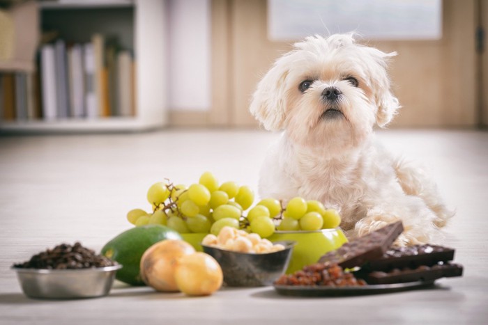 危険な食材と柴犬