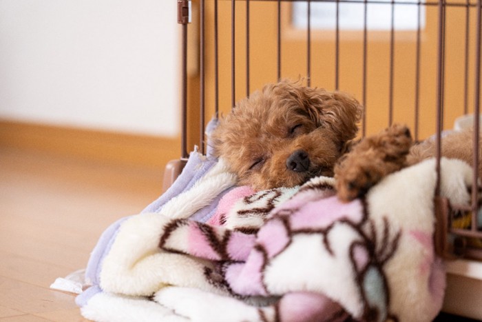 ケージで眠る犬