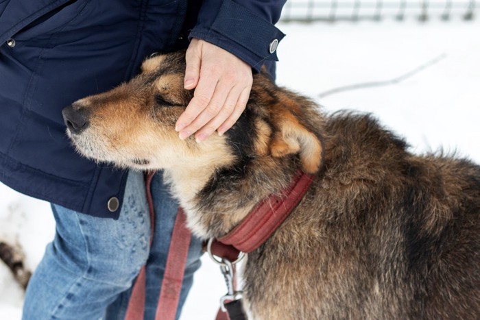 甘える犬