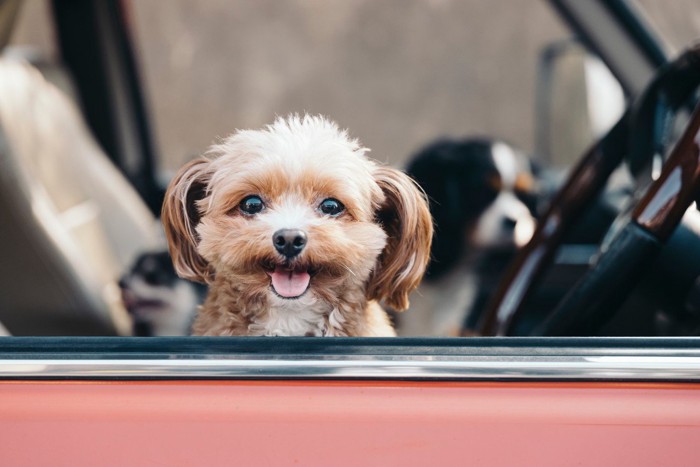 笑顔で顔を出す犬（車内）