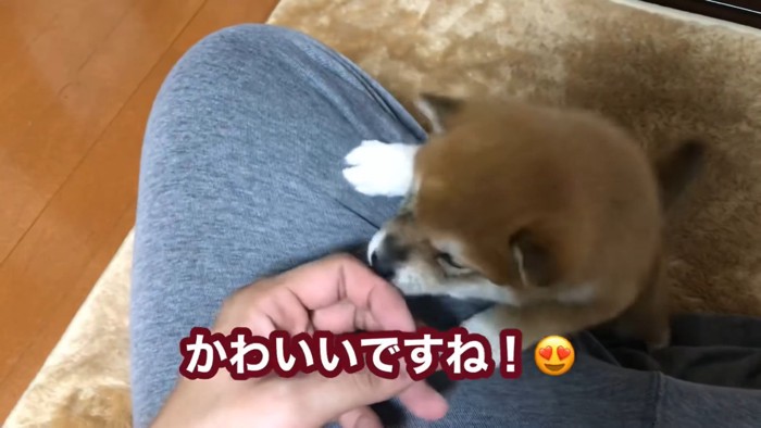 甘えるあずきちゃん