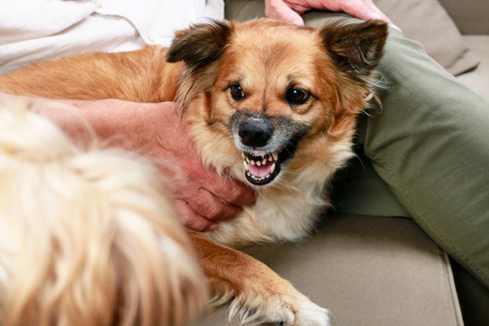 人に威嚇する犬