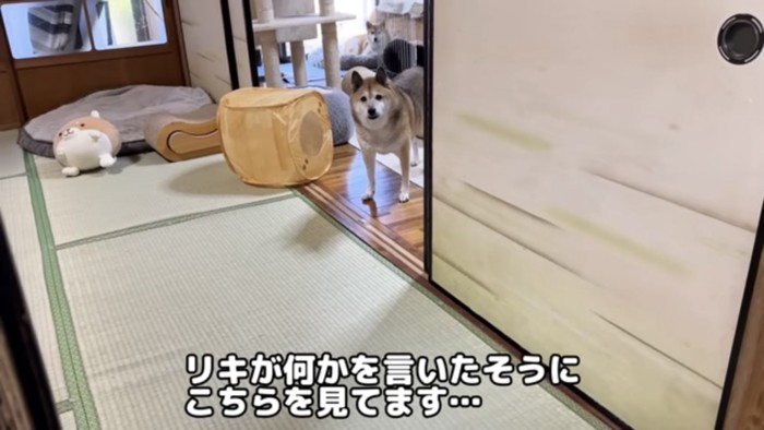 遠くからこちらを見ている柴犬