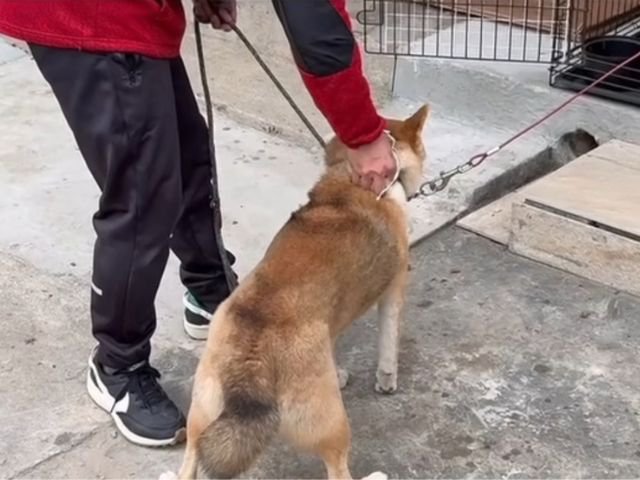 トレーニングを受ける柴犬