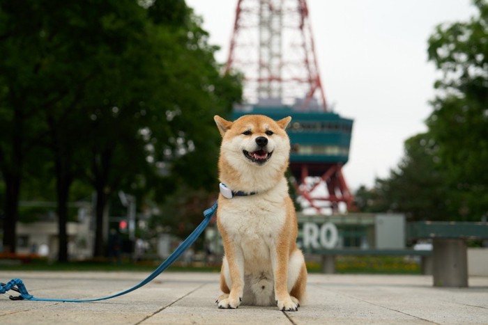 青いリードの座っている柴犬