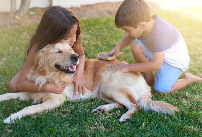 少年と少女にブラッシングされる犬