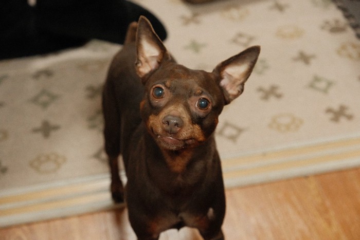 見つめる濃い茶の犬