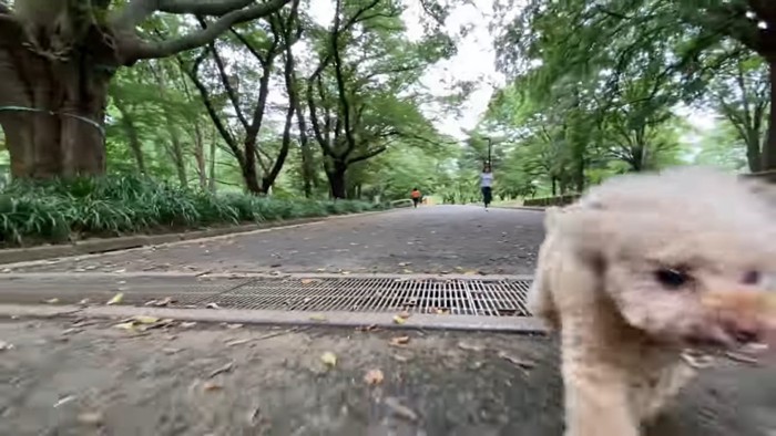 側溝のふたと犬