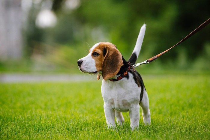 何かを発見して見つめる犬