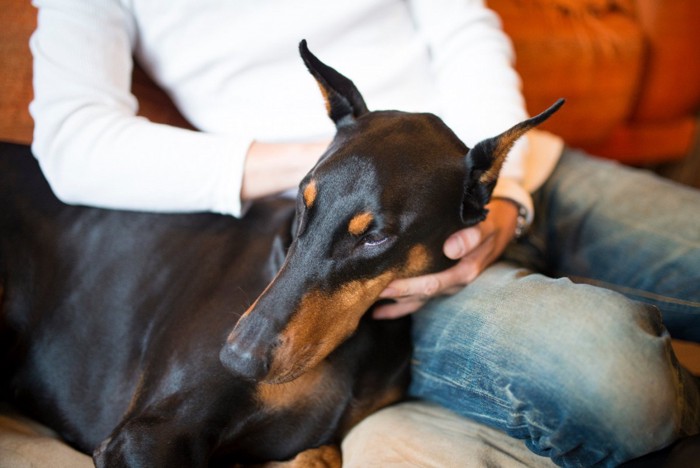 男性に寄りかかる犬