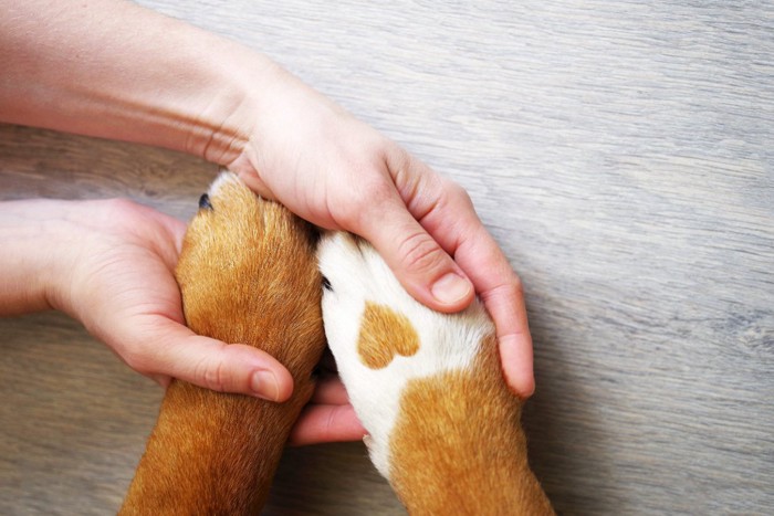 犬の前足を包み込む手