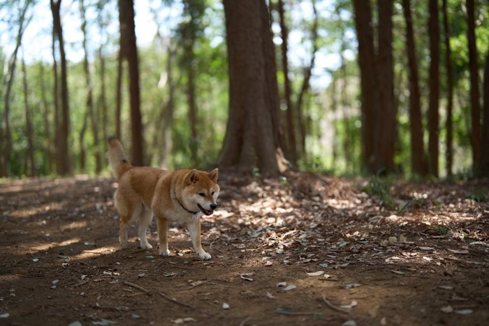 土の地面を歩く柴犬