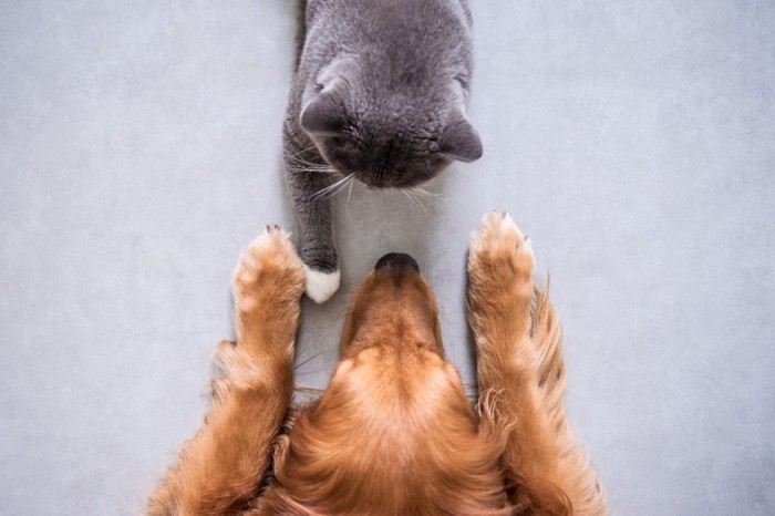 上から見た猫と犬