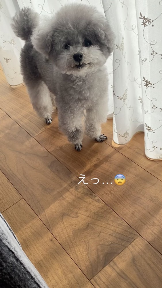 え？と驚く犬