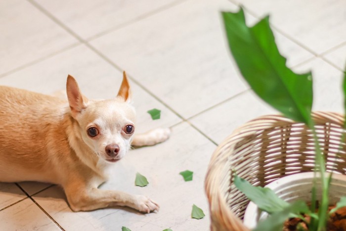 チワワの手元に散らばる植物の葉