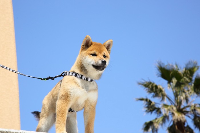 散歩中の柴犬の子犬