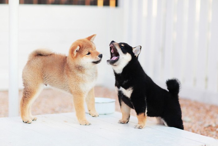 赤柴と黒柴の子犬