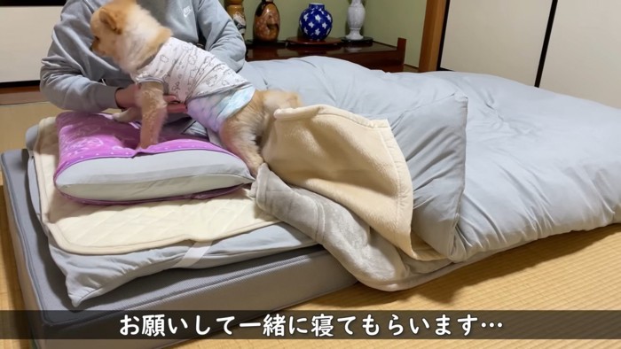 どうしても一緒に寝たい飼い主さん