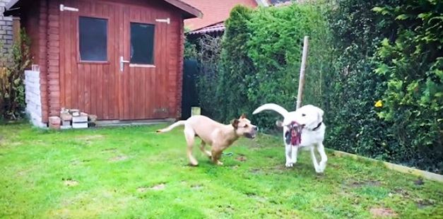 先住犬と遊ぶデューク