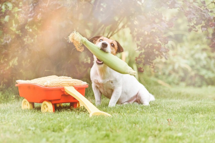 トウモロコシと犬