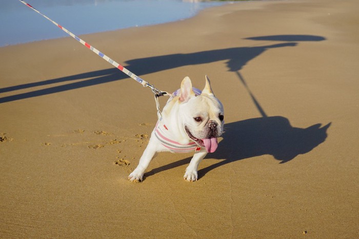 リードを引っ張る犬