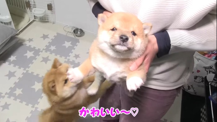 カメラを向けられた子犬