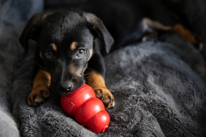 おやつが飛び出すおもちゃを見つめる犬