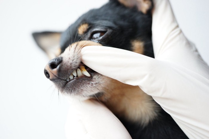 歯石のついた犬と手