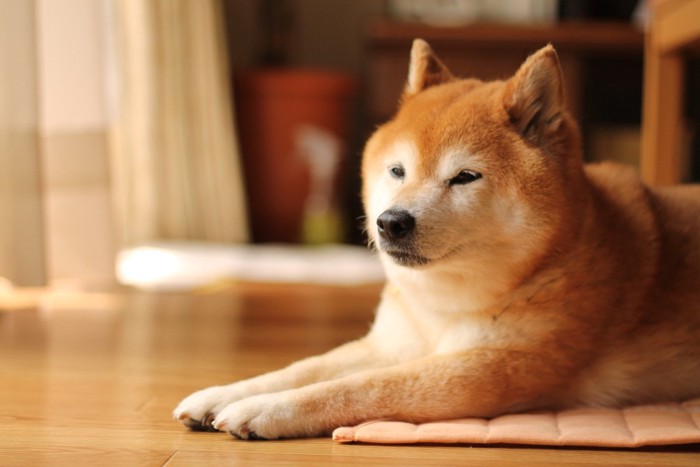 窓際で眠そうにする柴犬