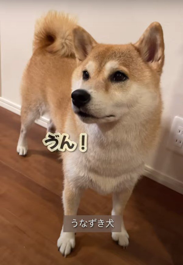 うん！という犬