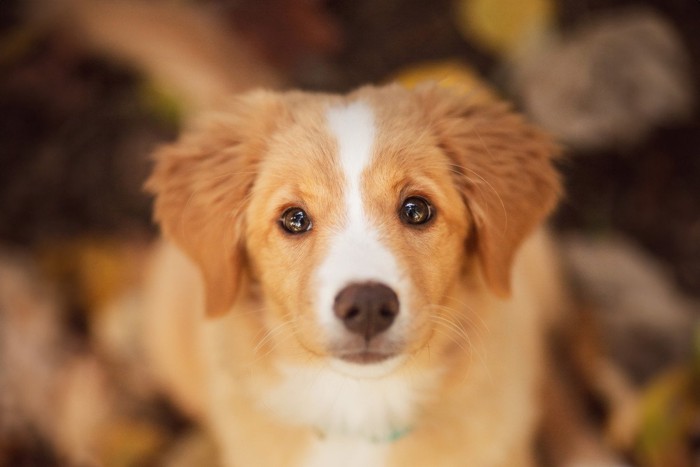 上目遣いで訴える犬